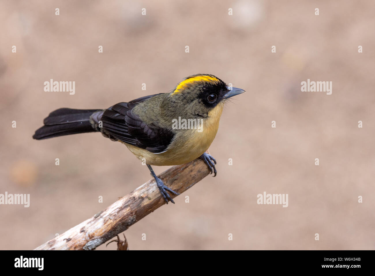 Black-goggled Tanager on a branch in Atlantic Rainforest biome Stock Photo