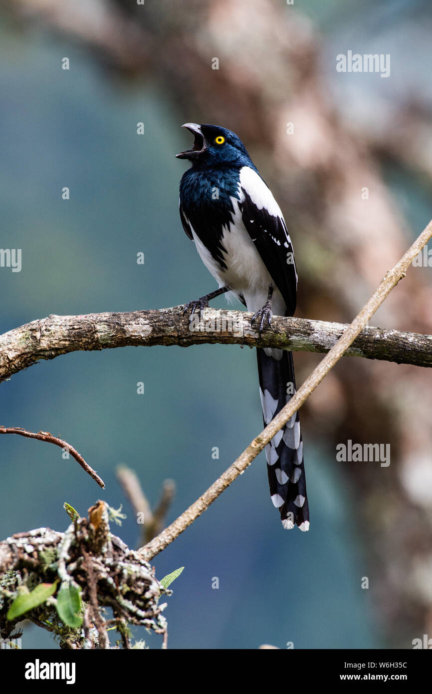 Magpie Tanager, on a branch in Atlantic Rainforest biome Stock Photo