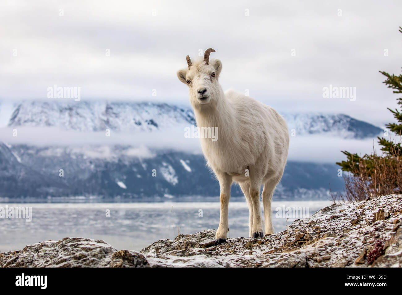 Dall sheep ewe (Ovis dalli) on the rocky hillside overlooking Turnagain Arm and near the Seward Highway at MP 107 in the winter with snow Stock Photo