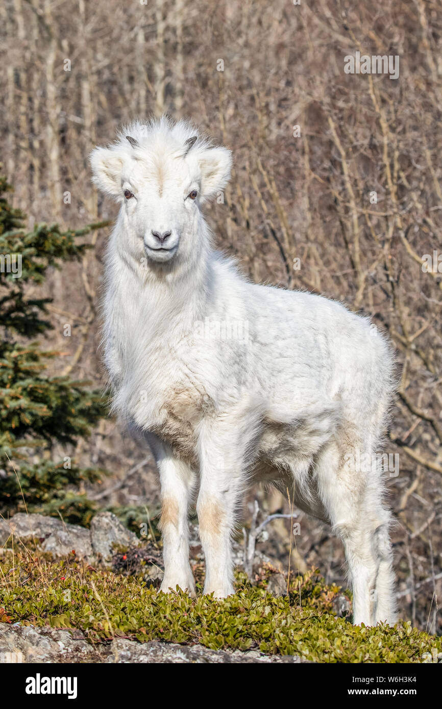 Dall sheep lamb (Ovis dalli) with it's winter coat, Chugach Mountains, South-central Alaska; Alaska, United States of America Stock Photo