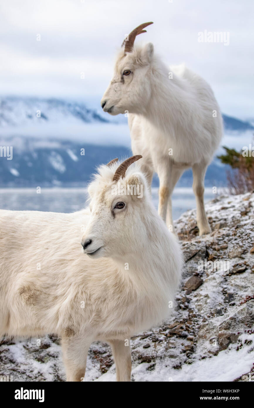 Dall sheep ewes (Ovis dalli) together on a rocky hillside overlooking Turnagain Arm and near the Seward Highway at MP 107 in winter with hardly any... Stock Photo