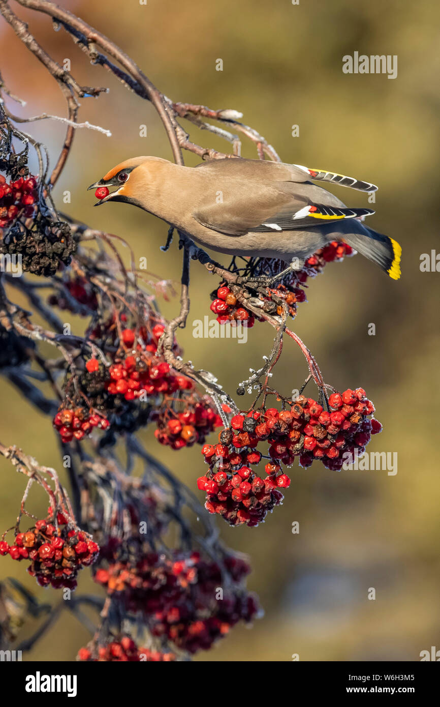 Bohemian waxwing (Bombycilla garrulus) bird eating a berry from a Mountain Ash tree; Anchorage, Alaska, United States of America Stock Photo