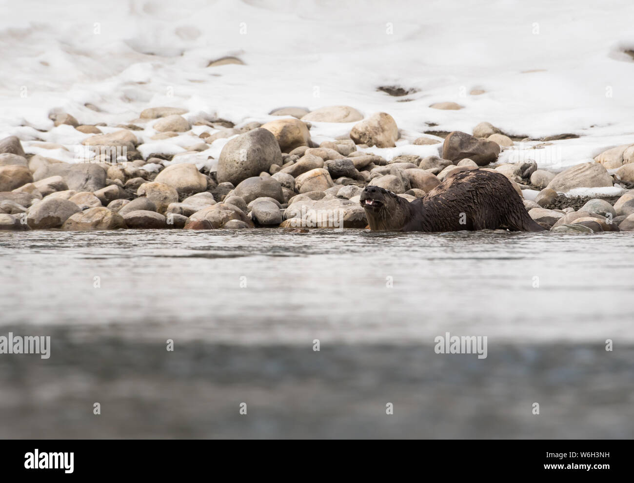 River otter in the wild Stock Photo - Alamy
