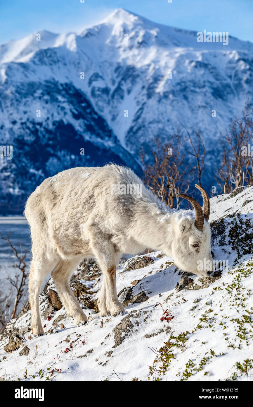 Dall sheep ewe (Ovis dalli) feeds on a rocky hillside overlooking Turnagain Arm and and the Kenai Mountains near the Seward Highway at MP 107 in wi... Stock Photo
