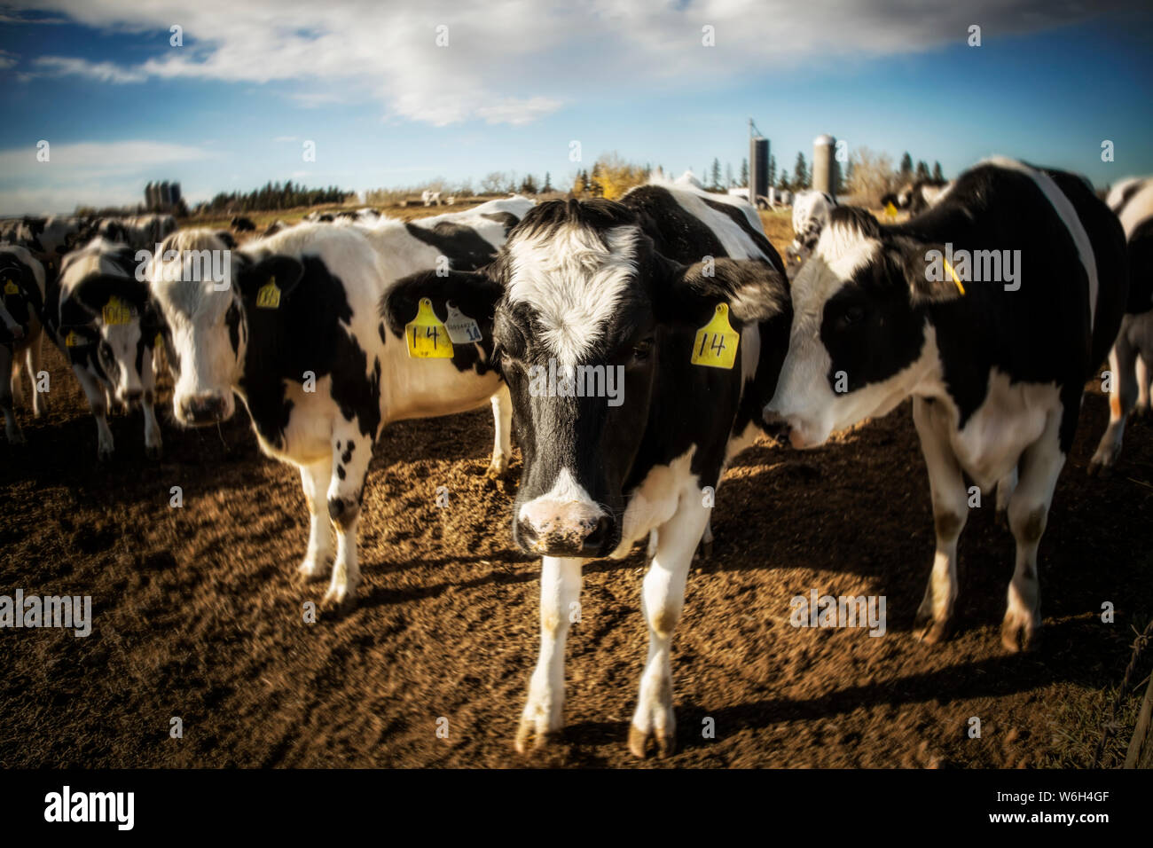 Curious Holstein cows looking at the camera while standing in a fenced ...