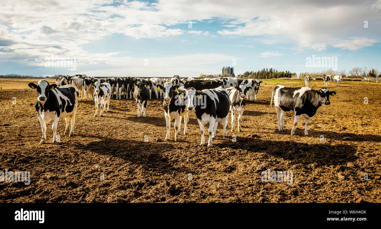 Curious Holstein cows looking at the camera while standing in a fenced ...