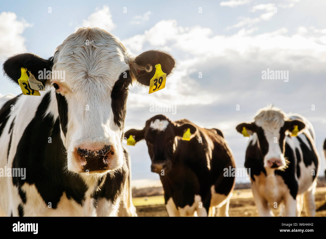 Curious Holstein cows looking at the camera while standing in a fenced area with identification tags in their ears on a robotic dairy farm, North o... Stock Photo