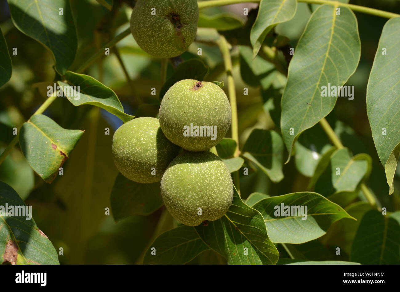 Walnuts in an orchard in Nuratau mountains, Uzbekistan Stock Photo
