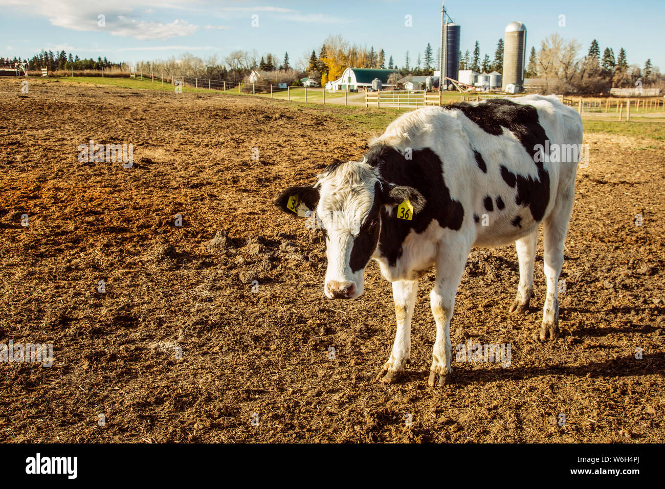 Holstein cow standing in a fenced area with identification tags in it's ears and farm structures in the background on a robotic dairy farm, North o... Stock Photo