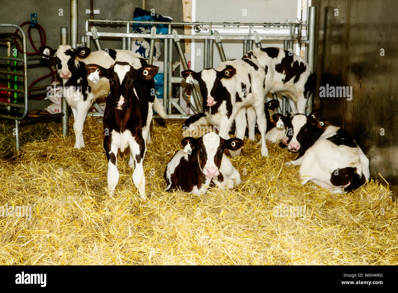Holstein calves standing in a stall with identification tags in their ears on a robotic dairy farm, North of Edmonton; Alberta, Canada Stock Photo