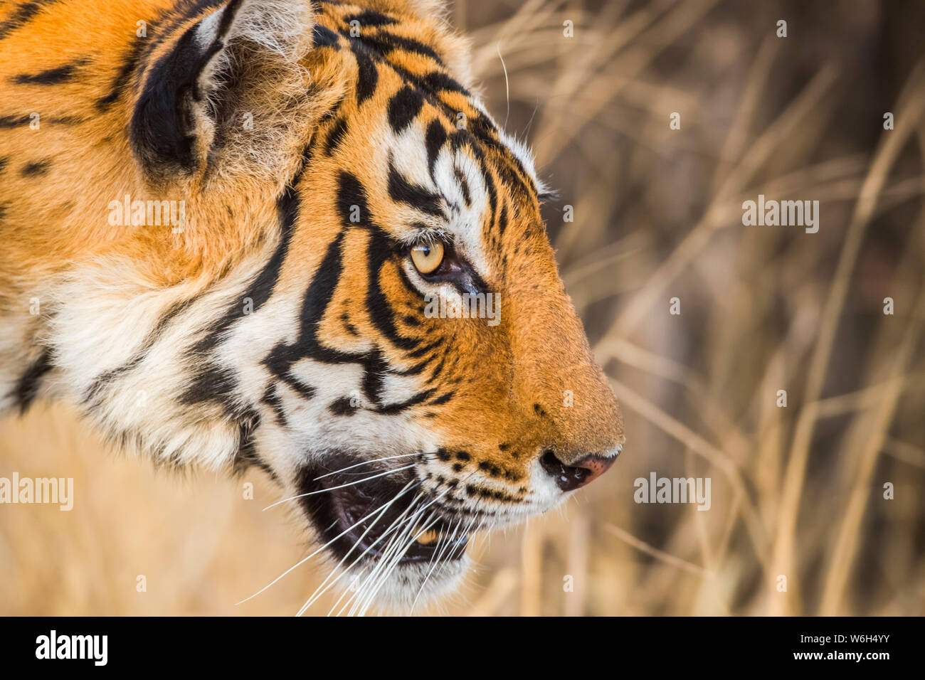 Tiger (Panthera tigris) in the wild, Ranthambhore National Park, Northern India; Rajasthan, India Stock Photo