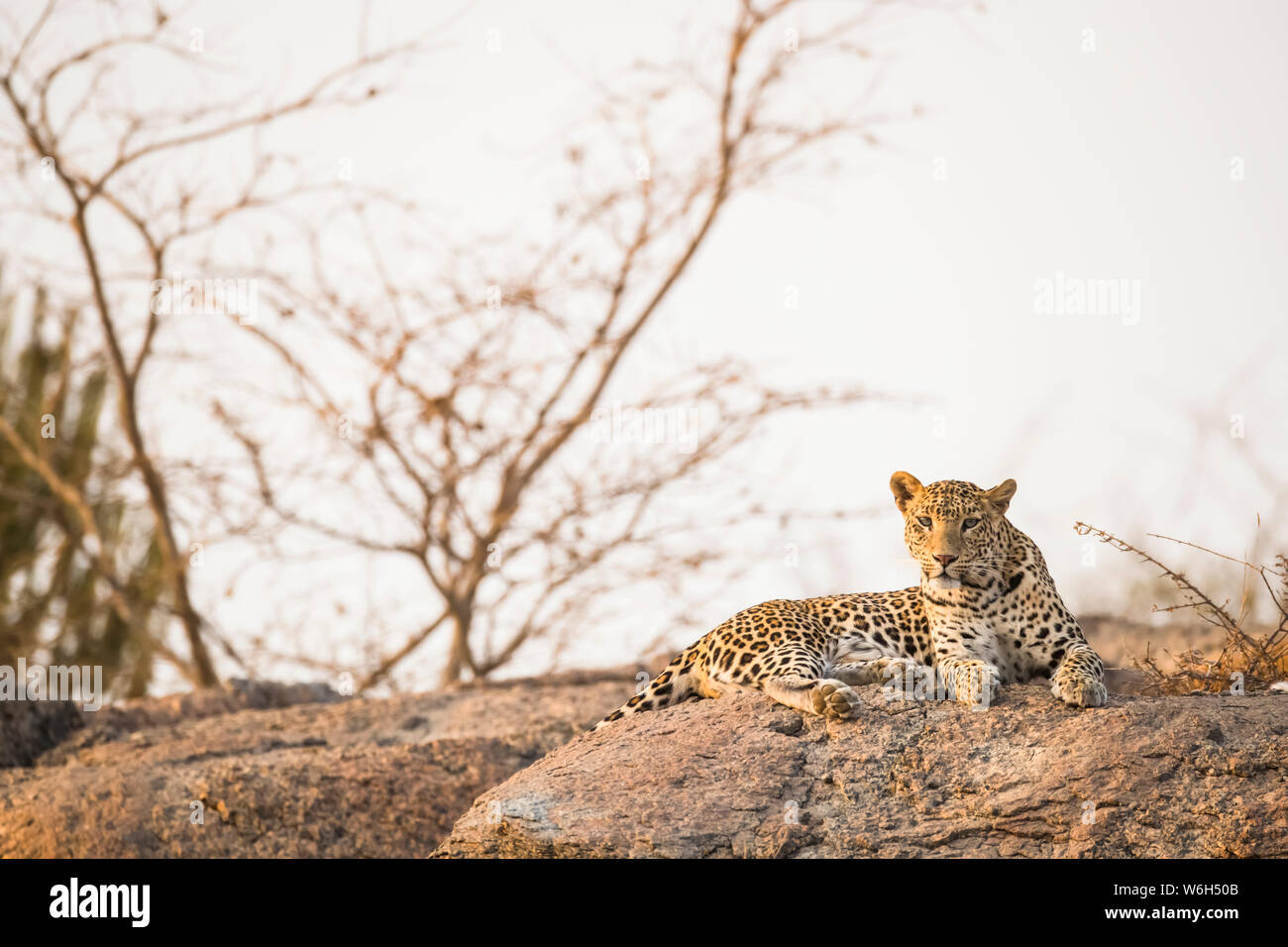 Leopard (Panthera pardus) resting on a rock in the sunset light in Northern India; Rajasthan, India Stock Photo
