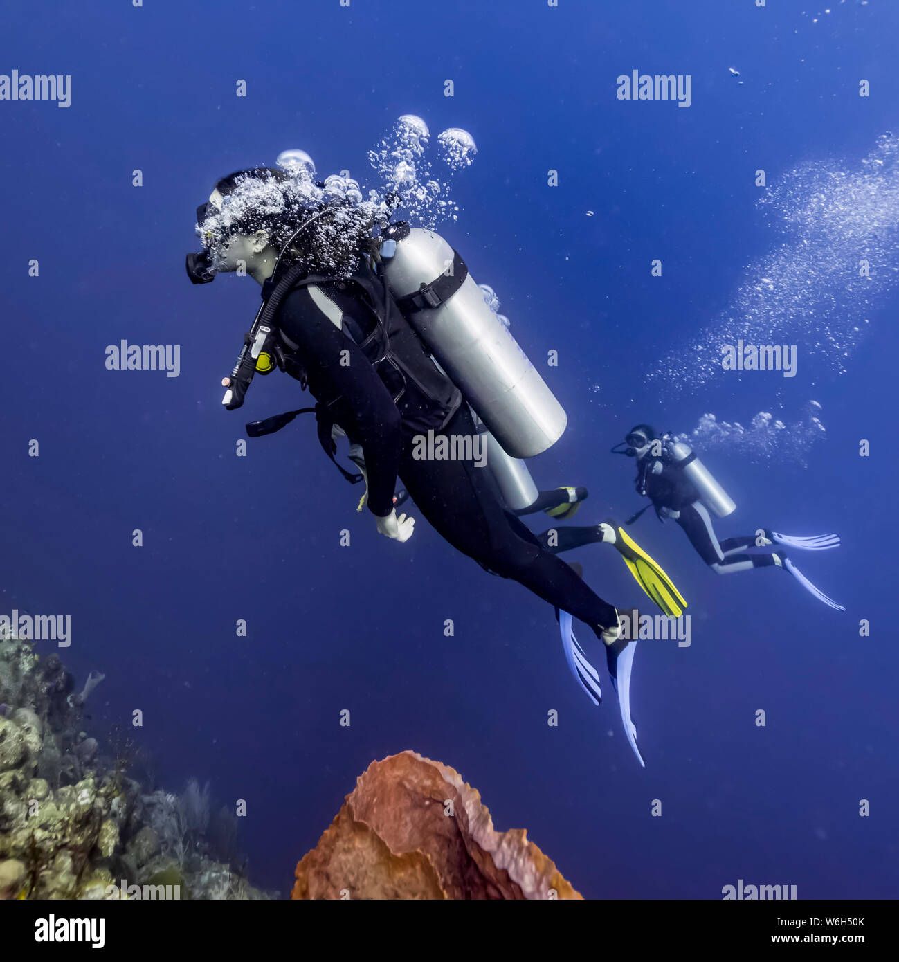 Scuba divers in Roatan Marine Park, West End Wall dive site; Roatan, Honduras Stock Photo