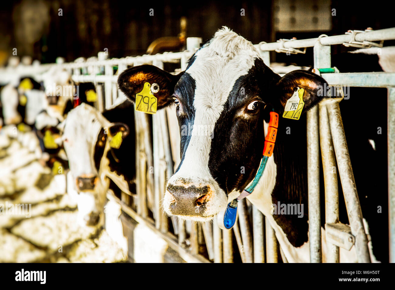Holstein dairy cow with identification tags on their ears looking at the camera while standing in a row along a rail of a feeding station on a robo... Stock Photo