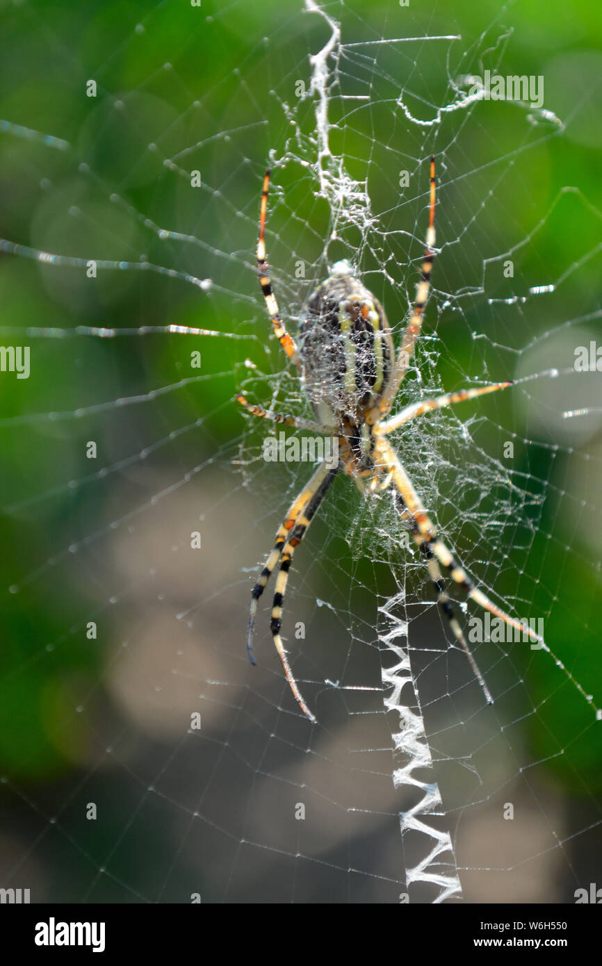 Garden spider web. Close up of wasp spider Argiope bruennichi Stock Photo