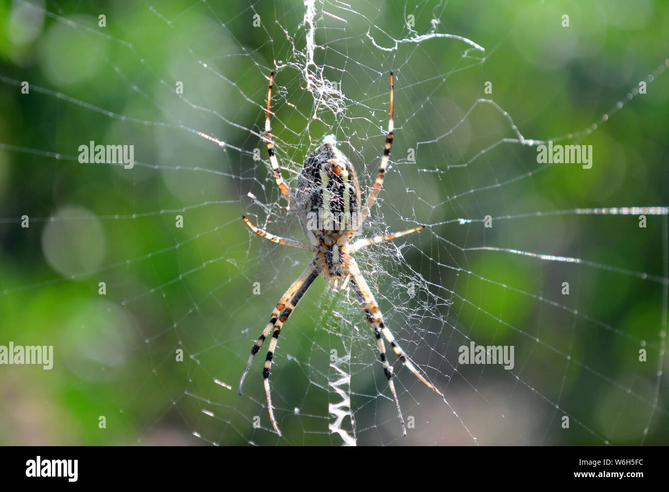 Garden spider web. Close up of wasp spider Argiope bruennichi Stock Photo