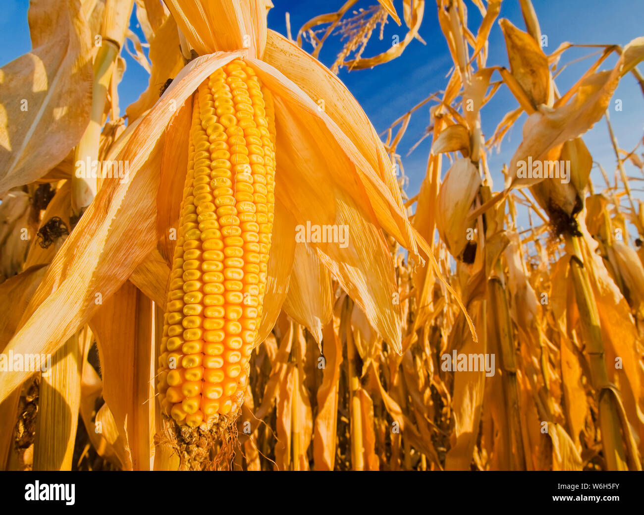 Close-up of mature, harvest-ready feed/grain corn, near Carey; Manitoba, Canada Stock Photo
