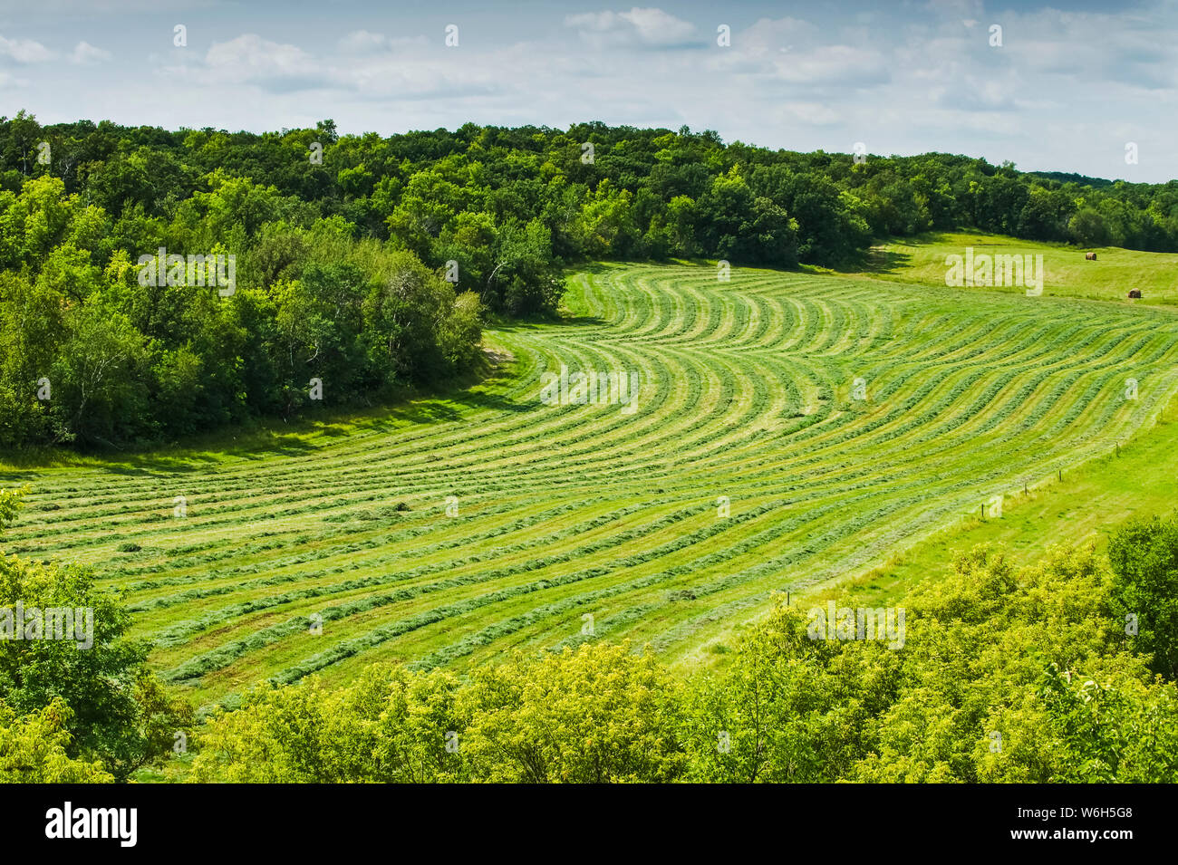 Windrows in a hay field; Manitoba, Canada Stock Photo