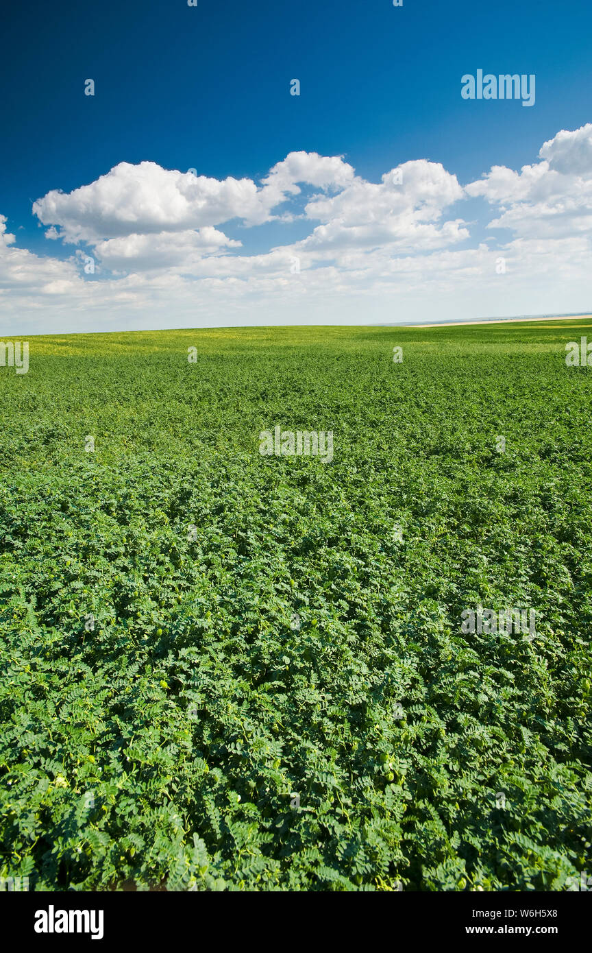 Chickpea field, near Kincaid; Saskatchewan, Canada Stock Photo