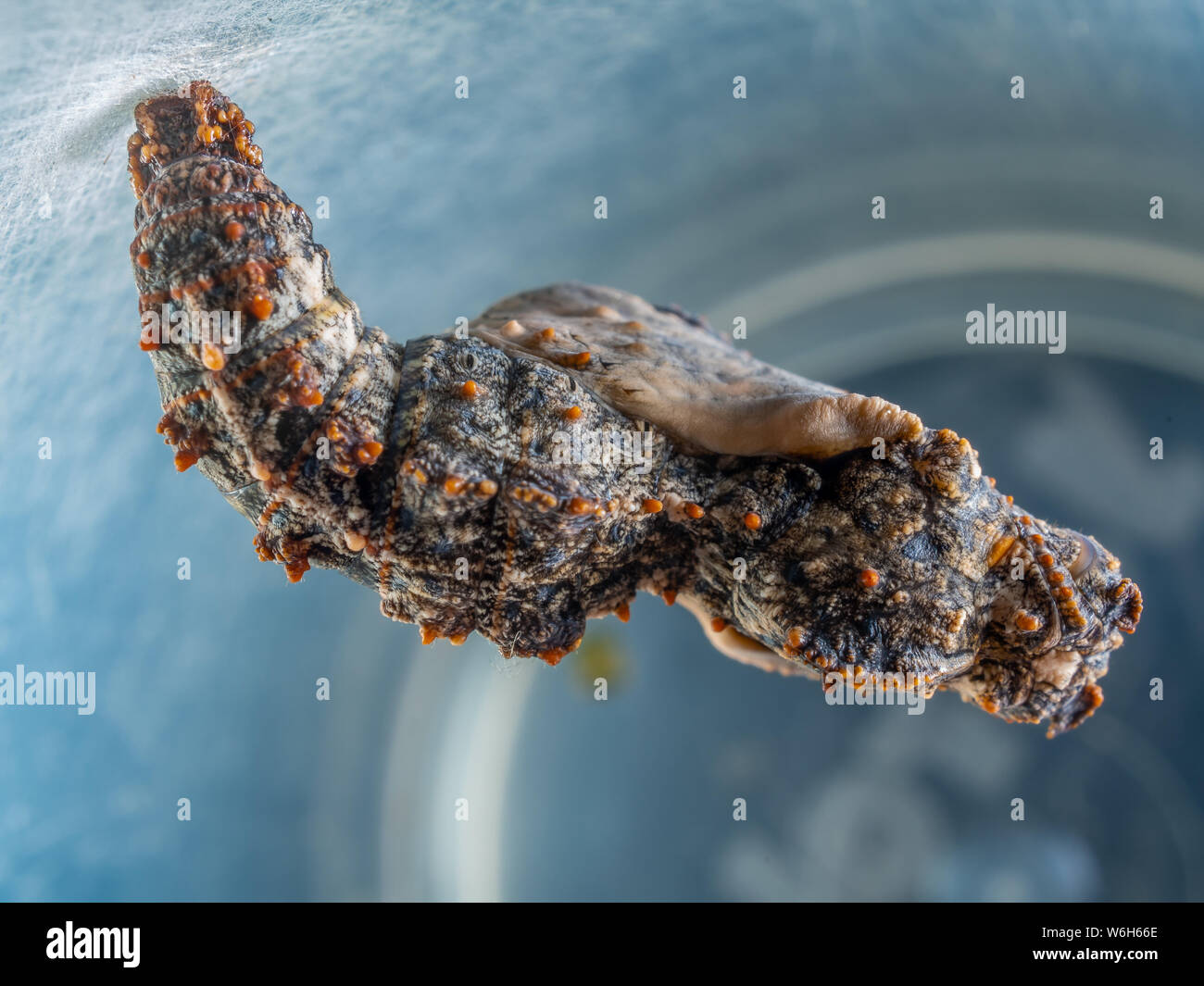 Extreme macro of a butterfly chrysalis inside a plastic cup, species from a garden in Brazil Stock Photo