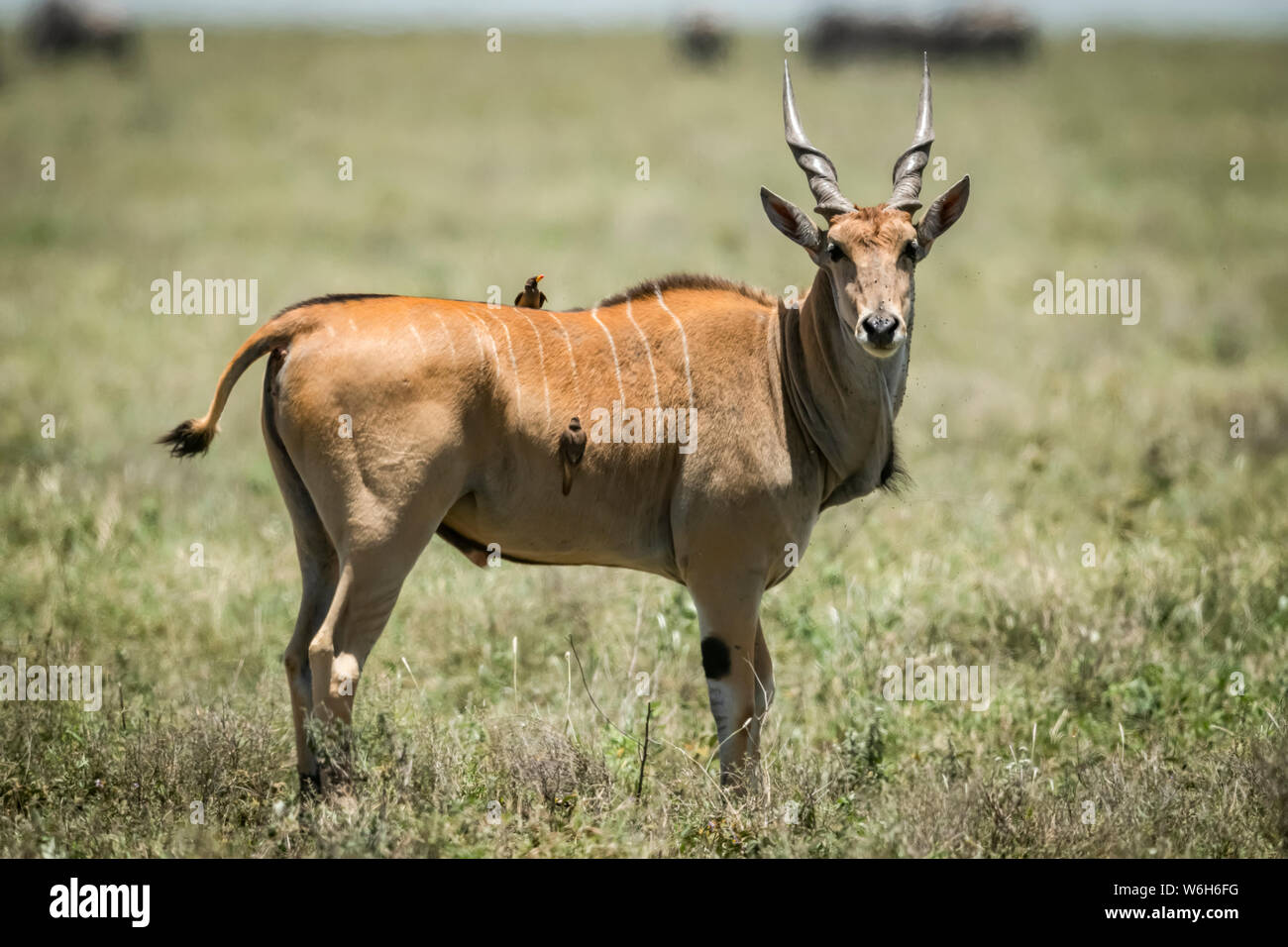 Eland (Taurotragus oryx) stands on profile with a yellow-billed oxpecker (Buphagus africanus), Serengeti National Park; Tanzania Stock Photo