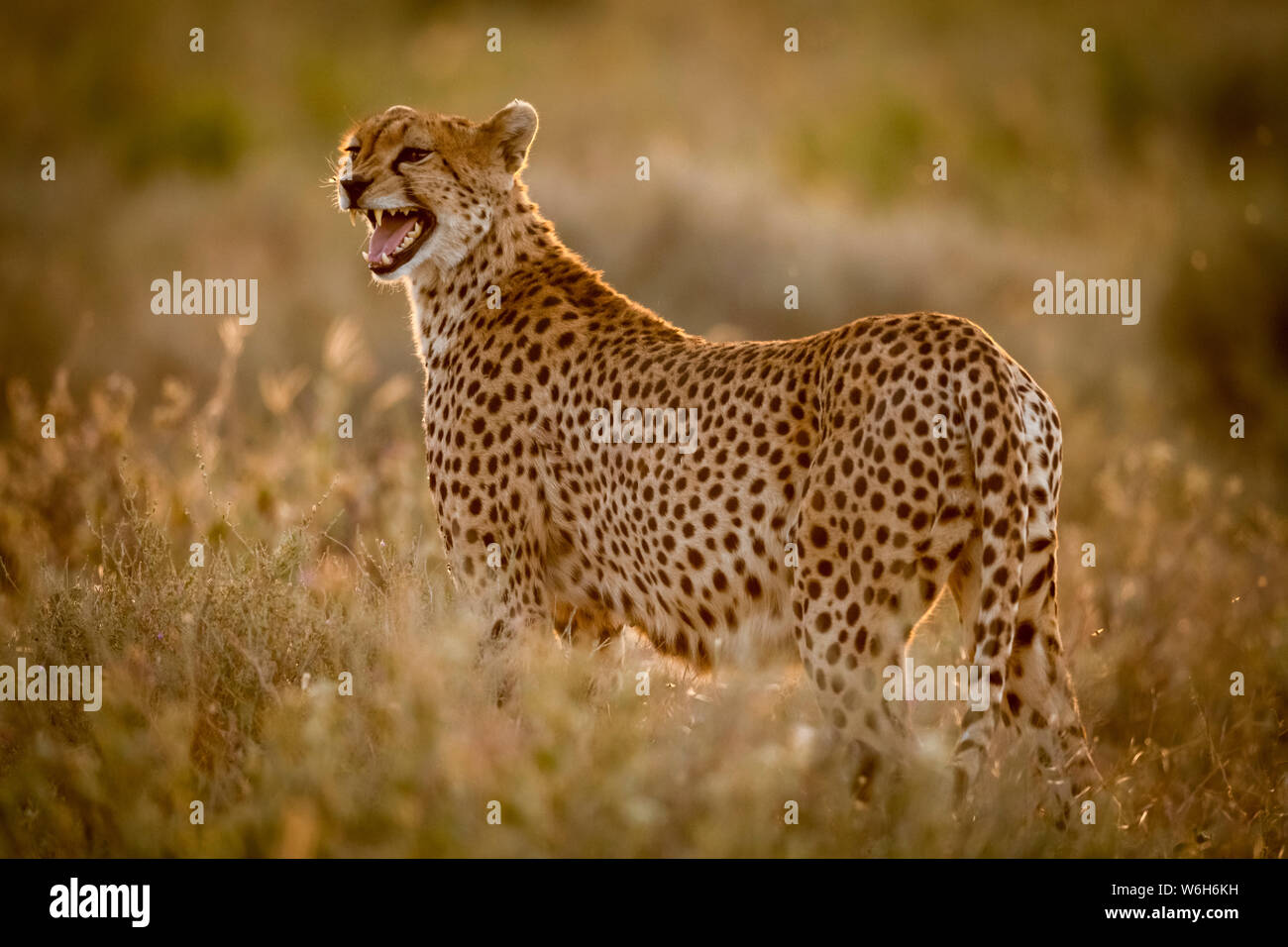 Female cheetah (Acinonyx jubatus) stands in grass calling cubs, Serengeti National Park; Tanzania Stock Photo