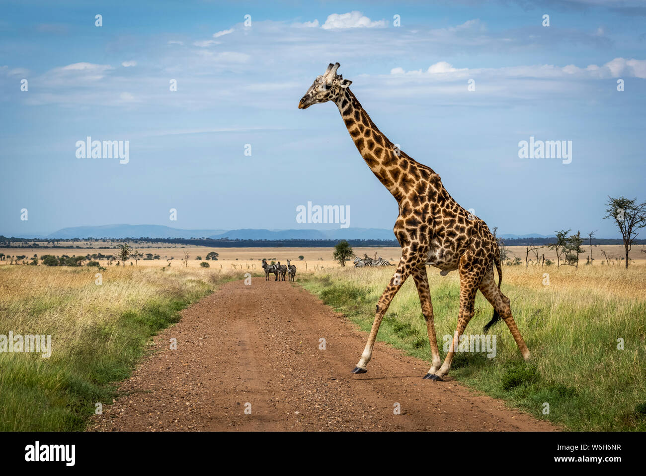 Masai giraffe (Giraffa camelopardalis tippelskirchii) crosses track watched by zebra (Equus quagga), Serengeti National Park; Tanzania Stock Photo