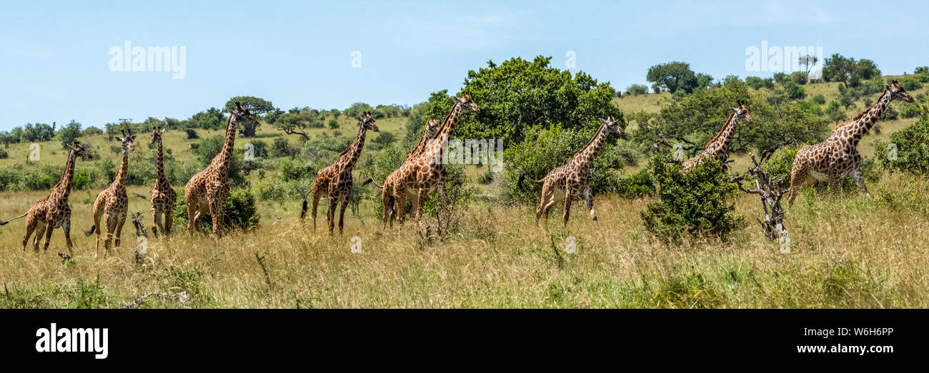 Panorama of ten Masai giraffe (Giraffa camelopardalis tippelskirchii) in line, Serengeti National Park; Tanzania Stock Photo