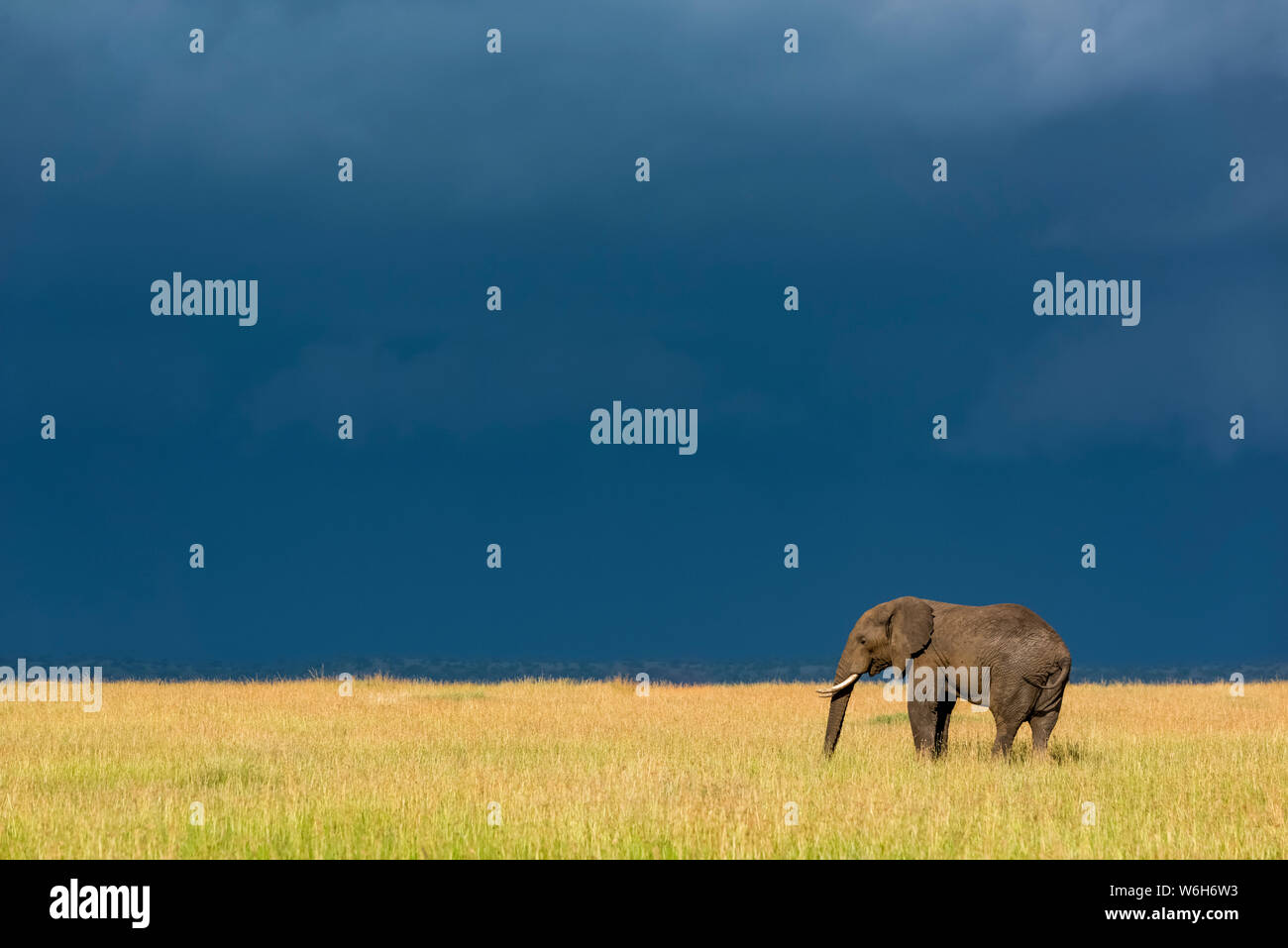 African bush elephant (Loxodonta africana) stands in grass beneath dark clouds, Serengeti National Park; Tanzania Stock Photo