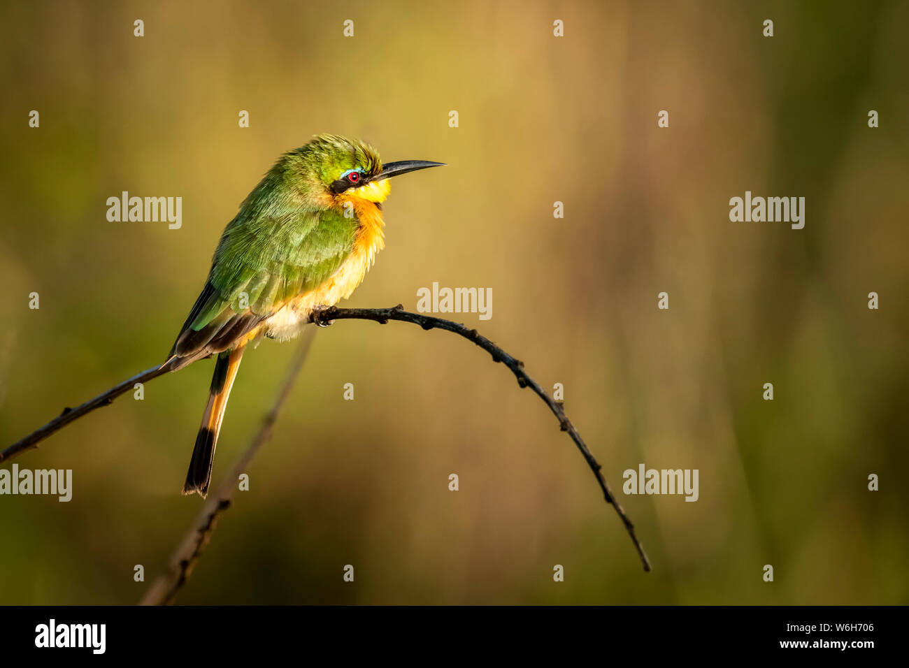 African green bee eater hi-res stock photography and images - Alamy