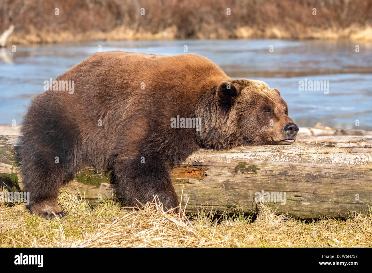 A captive female Brown bear (Ursus arctos) rests and sleeps on a driftwood log at the Alaska Wildlife Conservation Center with a pond in the backgr... Stock Photo