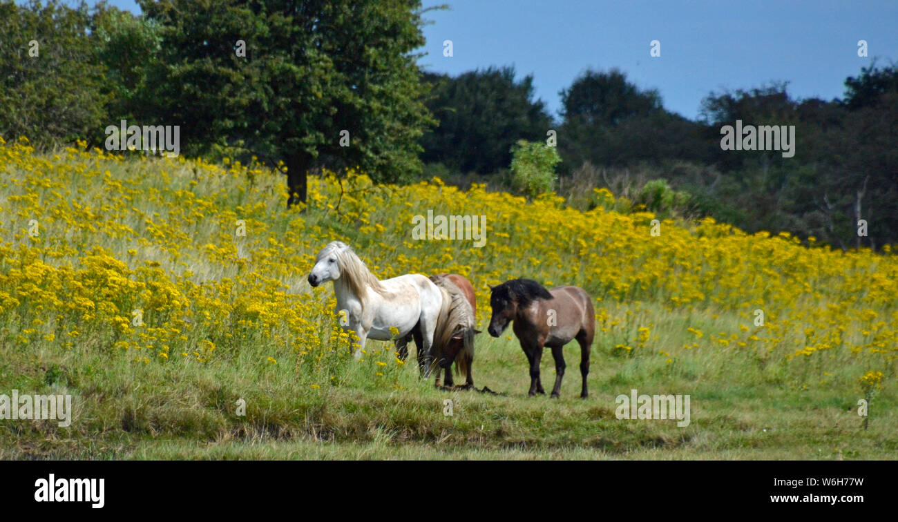 Horses at Gibraltar Point National Nature Reserve, managed by