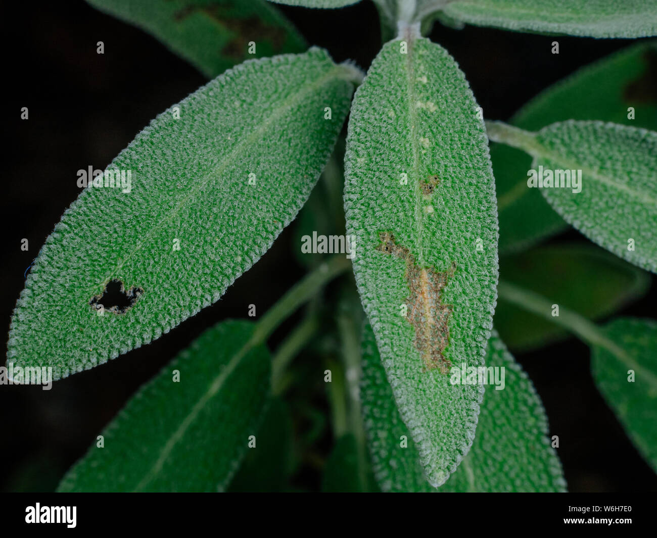 Closeup of salvia on a garden showing signs of diseases on it's leaves Stock Photo