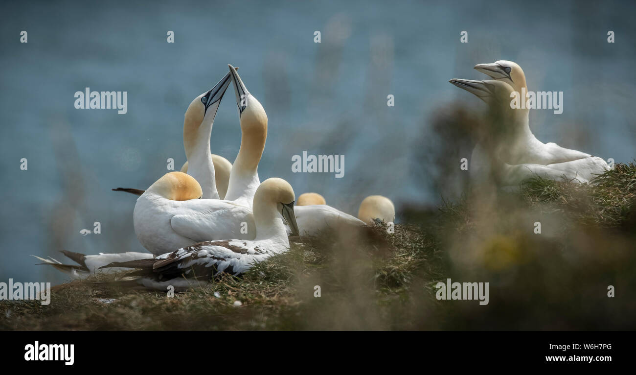 A group of Gannet sea birds on the top of Bempton Cliffs and with two gannets touching beaks together. Out of focus sea in the background. Stock Photo