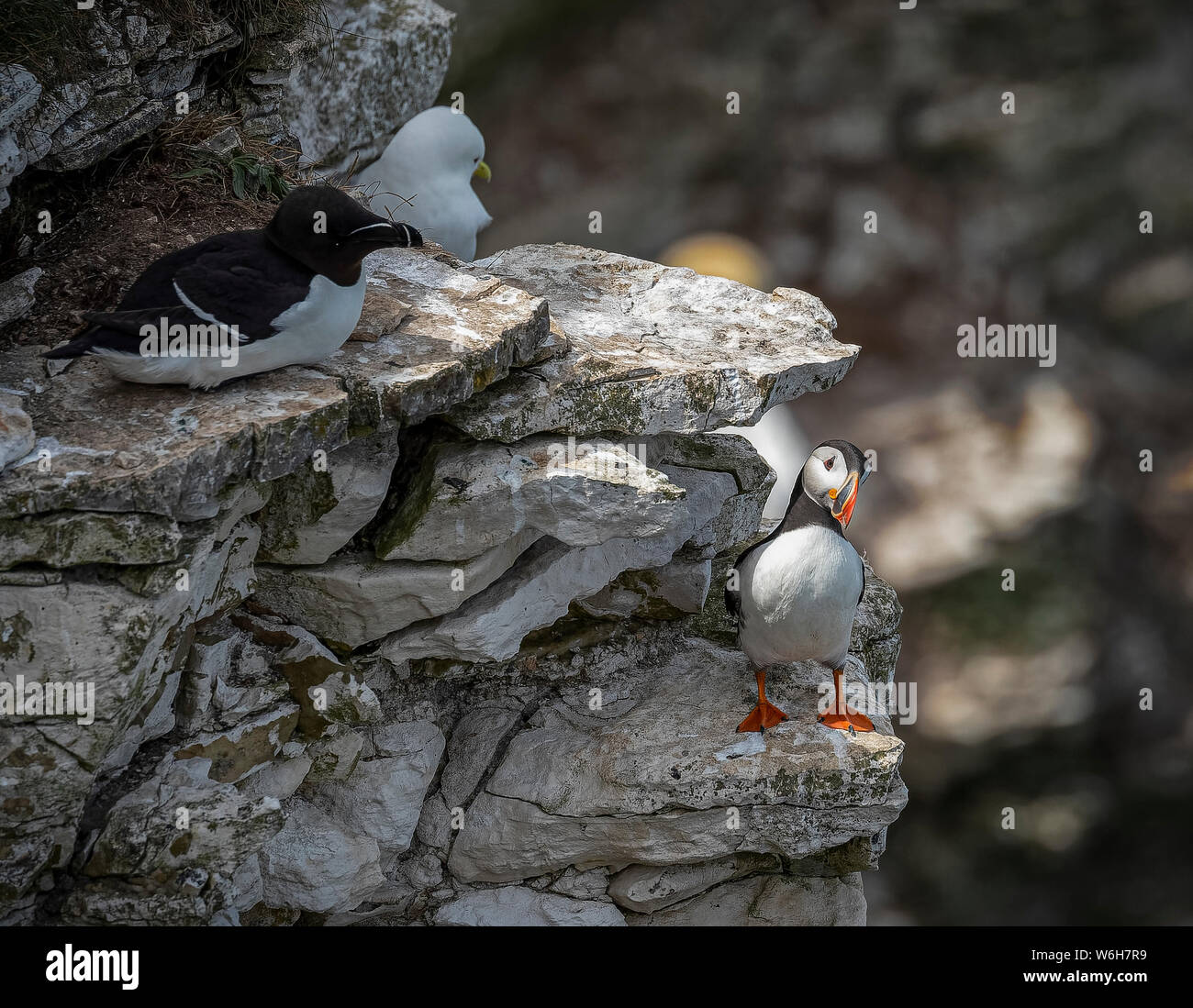 Puffin on cliff ledge Stock Photo