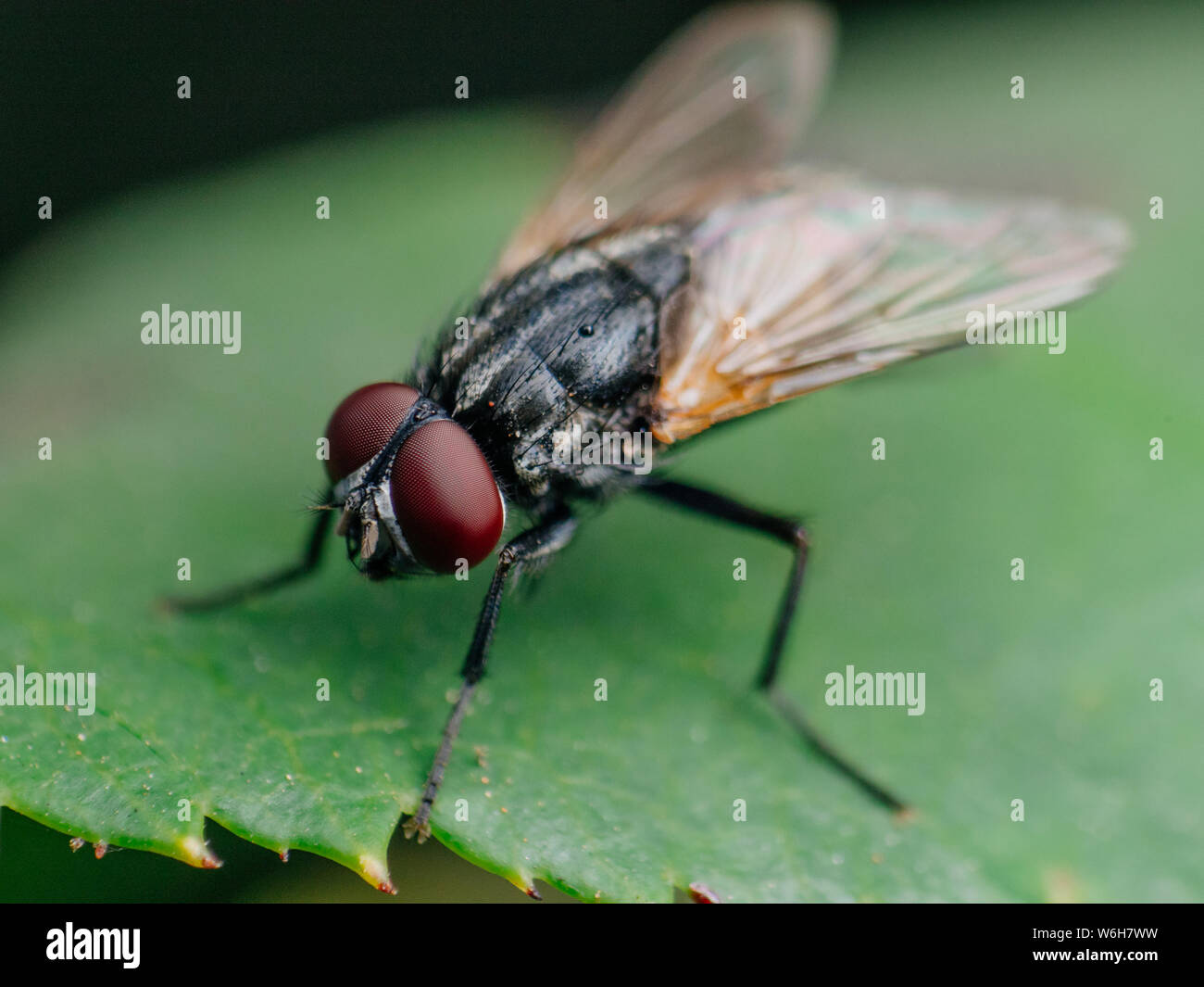 Extreme macro of a common housefly on a leaf Stock Photo