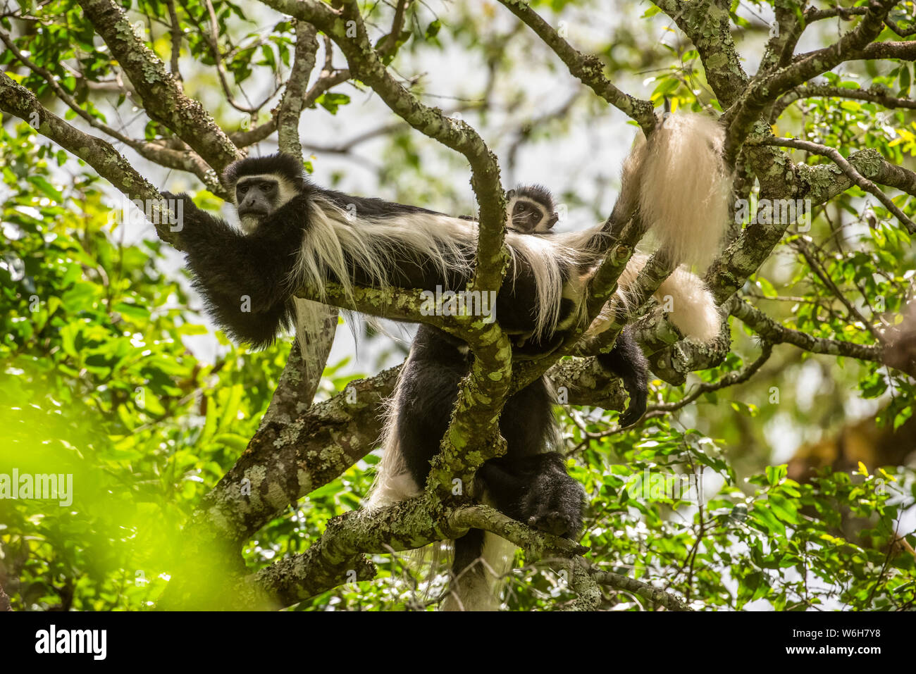 Black-and-white Colobus Monkeys (Colobus guereza) relaxing on tree branches at Ngare Sero Mountain Lodge, near Arusha; Tanzania Stock Photo