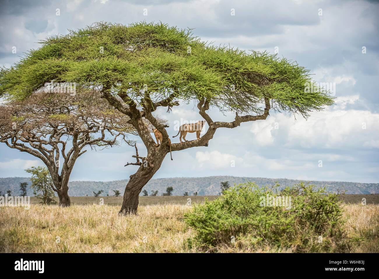Two adult Lionesses (Panthera leo) peer down from branches of an Acacia tree in Serengeti National Park; Tanzania Stock Photo