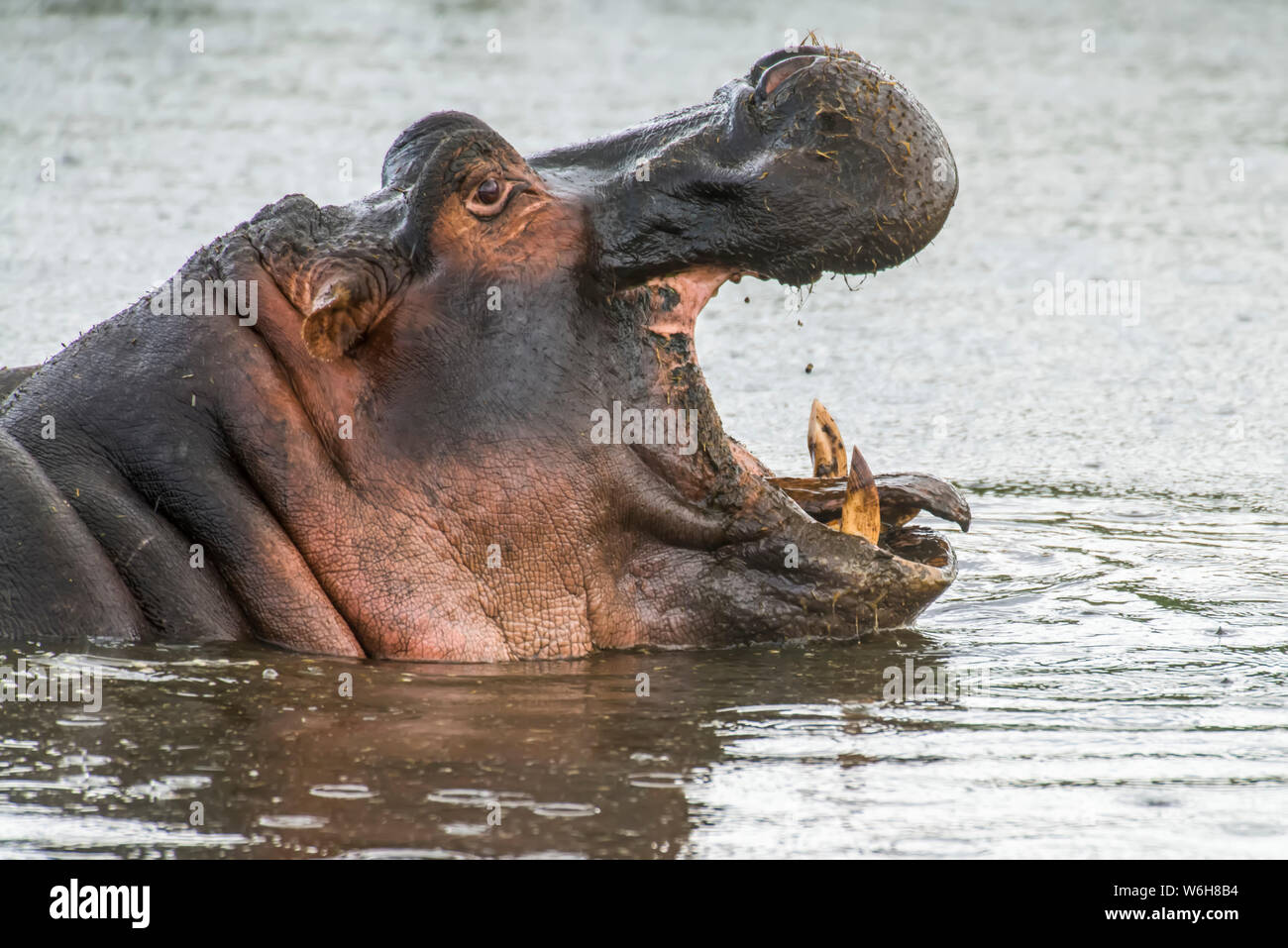Side-view head shot of yawning Hippopotamus (Hippopotamus amphibius) in Ngorongoro Conservation Area; Tanzania Stock Photo