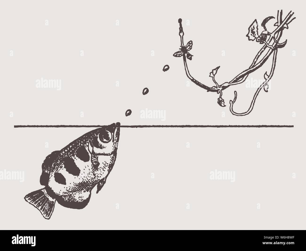 Banded archerfish (toxotes jaculatrix) shooting water at an insect on a hanging branch. Illustration after a historic engraving from the early 20c Stock Vector