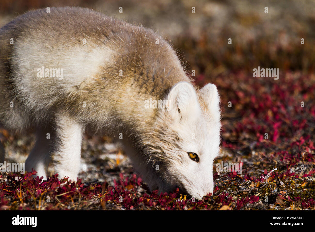 An Arctic fox sniffs at the low lying plants on the Arctic landscape, in eastern Greenland Stock Photo