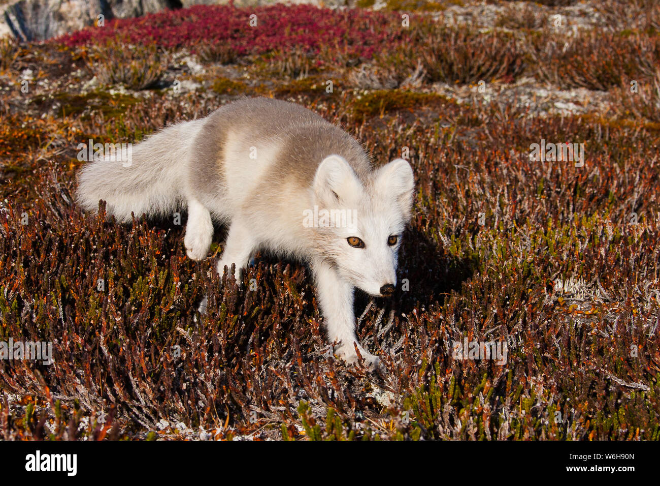 Scientific name: Alopex lagopus  Location: Hekla Havn, Greenland  Description: Whilst watching two ptarmigans, I was alerted to a presence high on the rocky hillside above me. I looked straight into the eyes of a juvenile arctic fox.  Our eyes locked, as he continued his slow descent down the hillside, progressing ever closer to me. Without a tripod, and very aware that I had this one chance to adjust my position to get a decent shot, I threw myself over an adjacent rock, using it to steady my arms. Here I waited....My patience paid off, and the fox ambled slowly towards me, never faltering. W Stock Photo