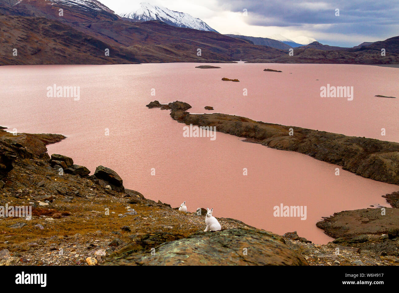 Two arctic hare patrol the lake-side hill slope in Blomsterbukten, Kaiser Franz Joseph Fjord, Greenland. Stock Photo