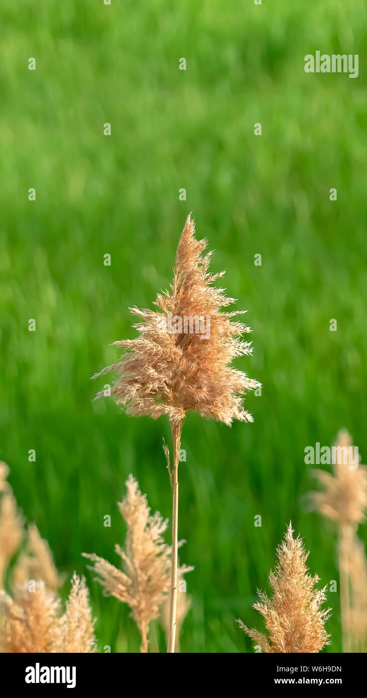 Vertical Close up view of tall brown grasses against a vibrant green field on a sunny day Stock Photo