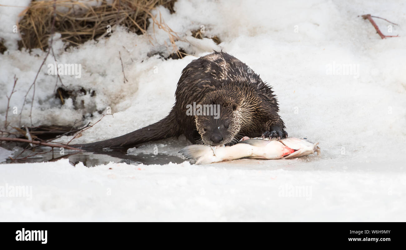 River otter in the wild Stock Photo - Alamy