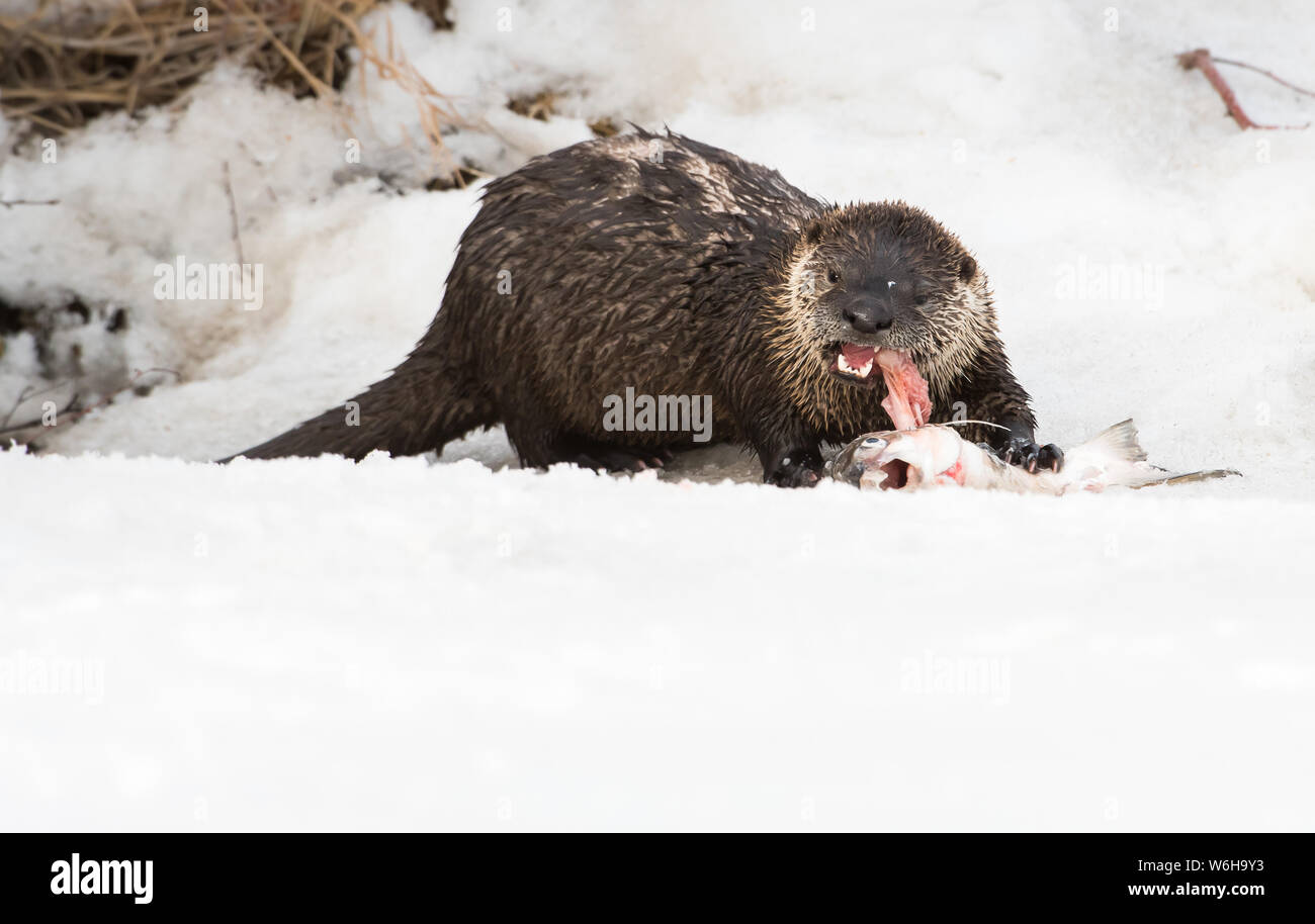 River otter in the wild Stock Photo - Alamy