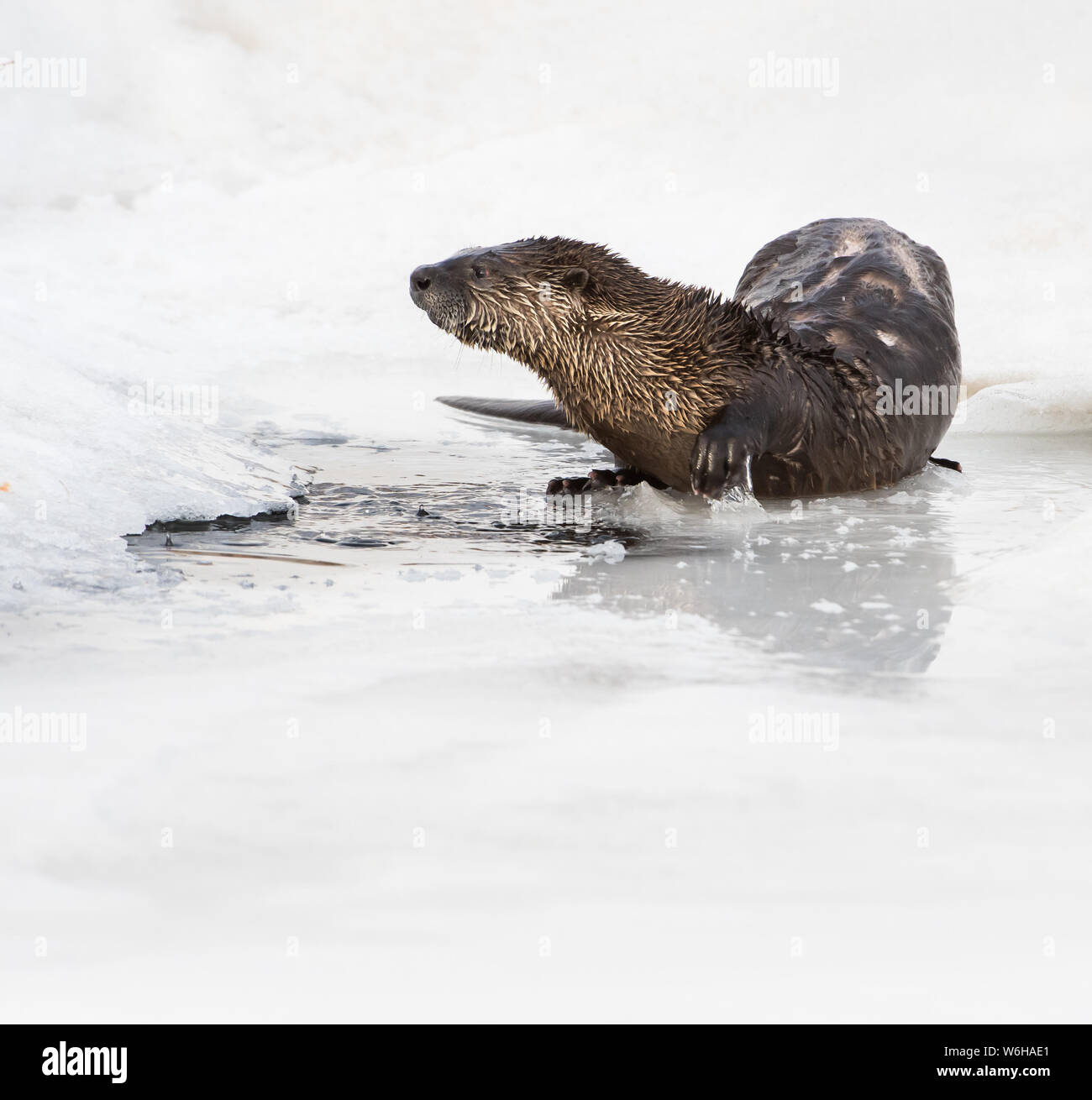 River otter in the wild Stock Photo - Alamy