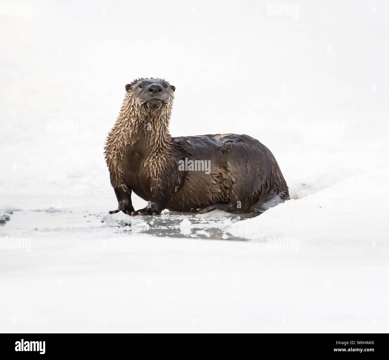 River otter in the wild Stock Photo - Alamy
