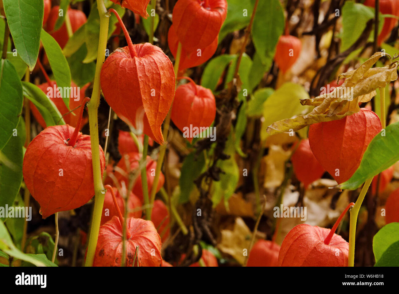 Autumn decorative plant Physalis alkekengi (also known as Chinese lantern, groundcherry or winter cherry) in garden Stock Photo