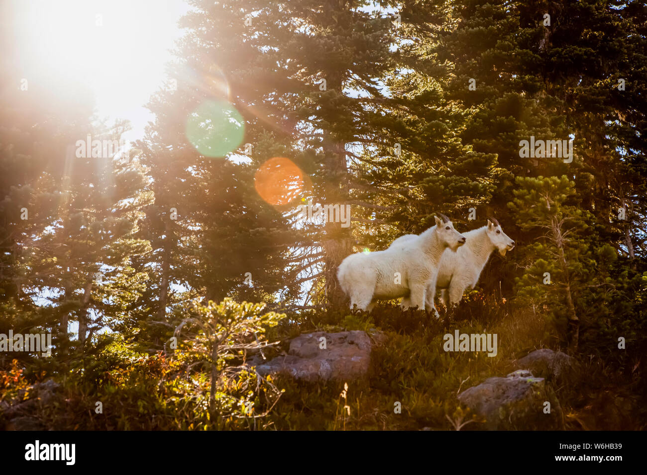 Mountain goats (Oreamnos americanus) backlit by sun, High Divide Trail, Olympic National Park; Washington, United States of America Stock Photo